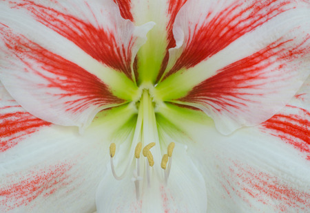 Gorgeous Hippeastrum flowerの写真素材