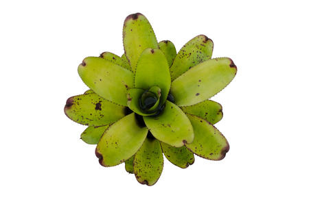 Bromeliad  isolated on white の写真素材