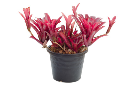 Bromeliad  isolated on white の写真素材