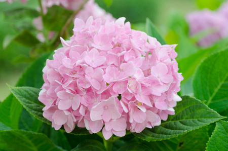 fresh blossom hydrangea flowers