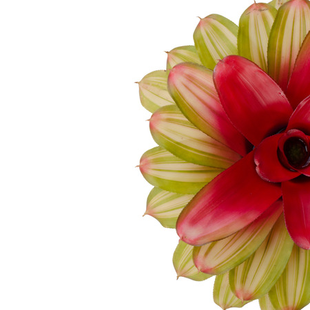 Bromeliad isolated on white backgroundの写真素材