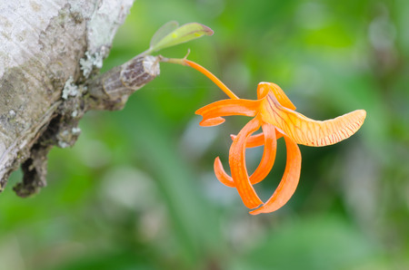 dendrobium unicum wild orchid in Thailandの写真素材