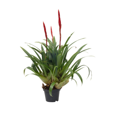 Bromeliad isolated on white backgroundの写真素材