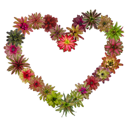 bromeliad heart Frameの写真素材