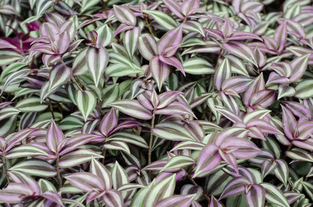 Tradescantia zebrinaの写真素材