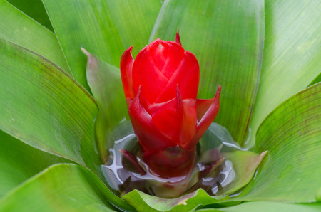 pineapple core, blomeliadの写真素材