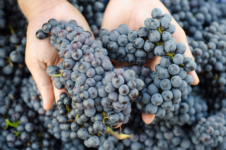 hands with grapesの写真素材