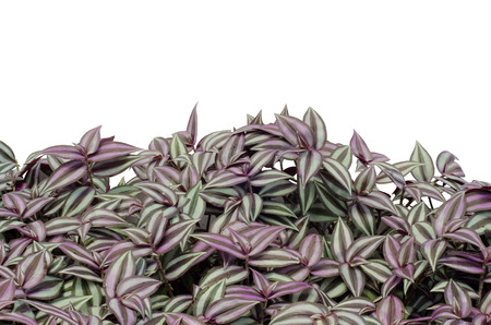 Tradescantia zebrina isolated on white backgroundの写真素材