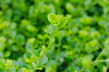 Carmona retusa  backgroundの写真素材