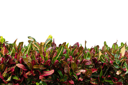 Codiaeum variegatum leaves isolated on white background