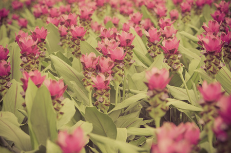 Siam Tulipの写真素材