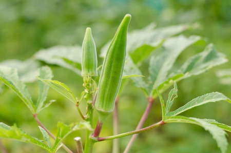Okra plant (Lady`s Finger) with fruitの写真素材