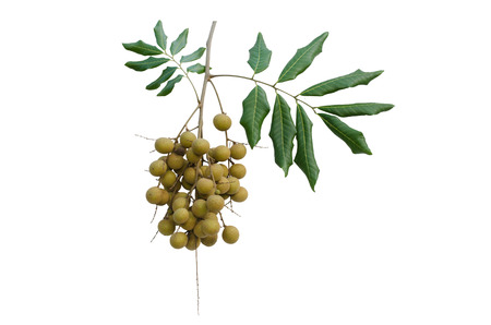 Longan fruit isolated on white backgroundの写真素材