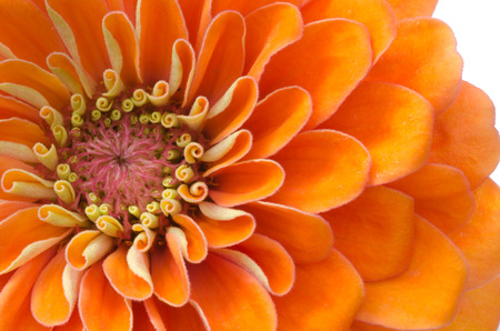 Zinnia petals isolated on white backgroundの写真素材