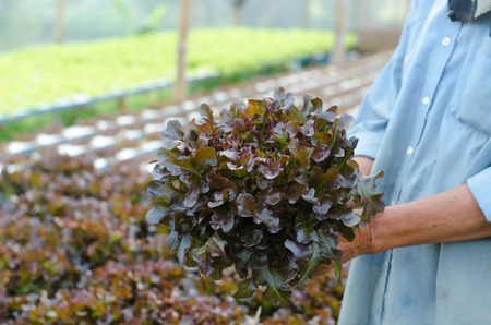 hydroponics vegetable in hand