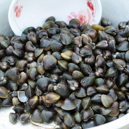 clam in local market, Thailand