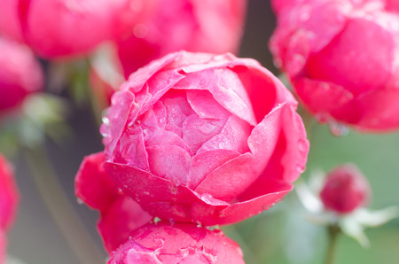 Floribundas rose