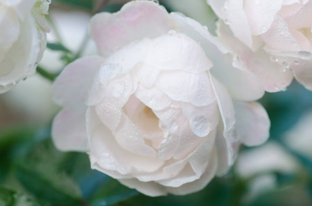 floribundas roseの写真素材