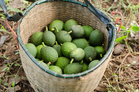 Avocados in basket