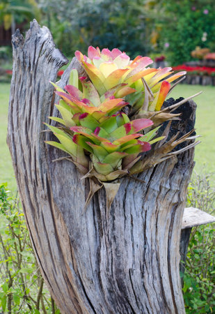 bromeliad growing on stump