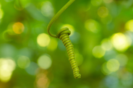 spiraling tendril from a passion fruit vineの写真素材