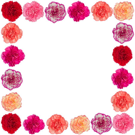frame of carnation flower isolated on white backgroundの写真素材