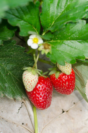 Strawberry fruits growing on vineの写真素材