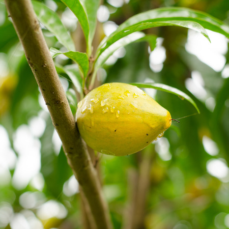 Tiesa growing on treeの写真素材