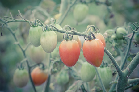 tomatoes hanging on tree, vintage tomatoesの写真素材