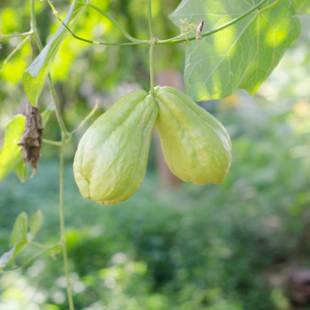 Chayote growing on vineの写真素材