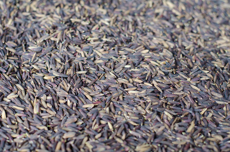 Riceberry backgroundの写真素材