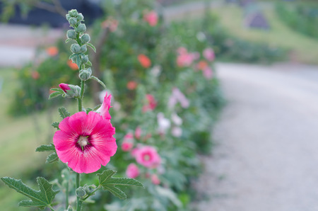 hollyhock flowerの写真素材