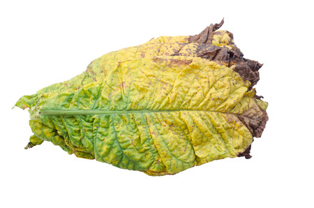 tobacco leaf isolated on white backgroundの写真素材