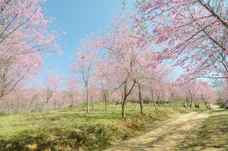 LOEI THAILAND - JANUARY 17 : Tourists happy with your visit wild himalayan cherry blossom at phu lomlo moutain at Loei, Thailand on January 17, 2015のeditorial素材