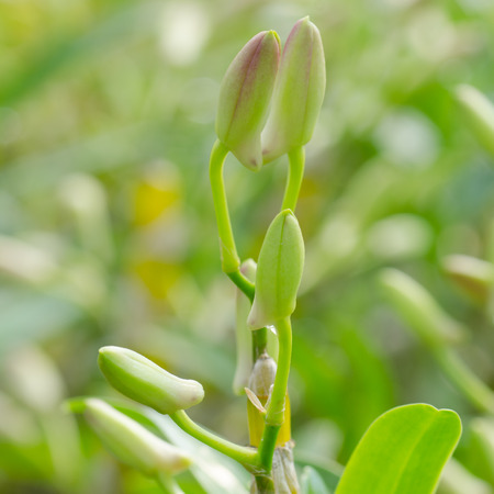 nobile bud orchidの写真素材