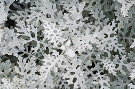 Top view of dusty miller plantの写真素材