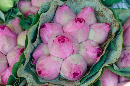 fresh lotus bud bouquet in flower market (Pak Klong Talad, Thailand)の写真素材