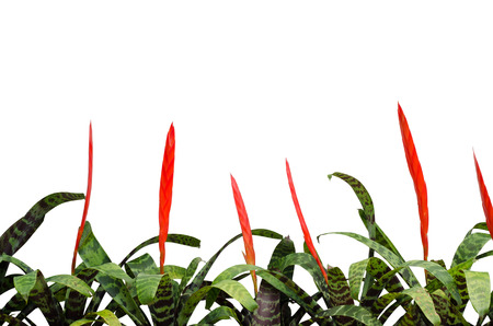 Bromeliad isolated on white backgroundの写真素材
