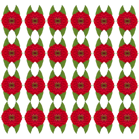 Zinnias flower isolated on white backgroundの写真素材