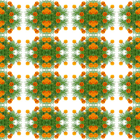 french marigold seamless pattern backgroundの写真素材