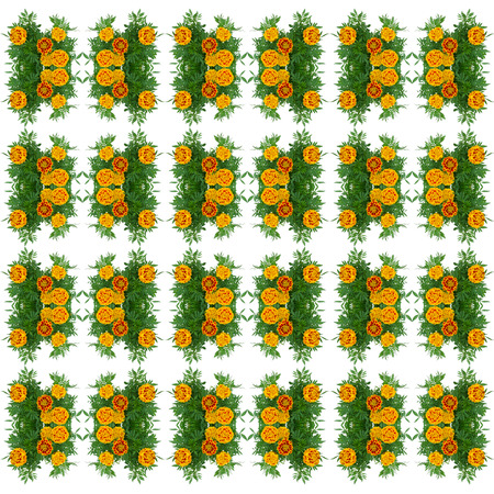 french marigold seamless pattern backgroundの写真素材