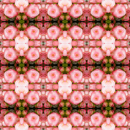 Pink begonia seamless pattern backgroundの写真素材