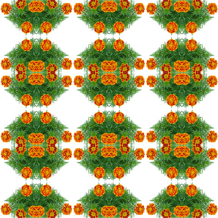 french marigold seamless pattern backgroundの写真素材