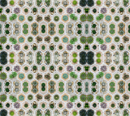 succulent plant in pot seamless pattern background