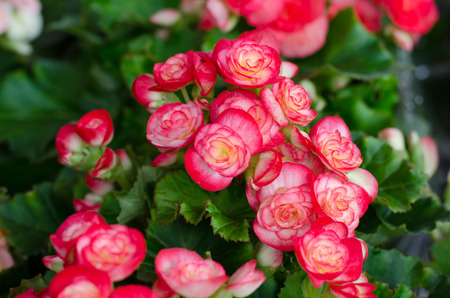 begonia flowerの写真素材