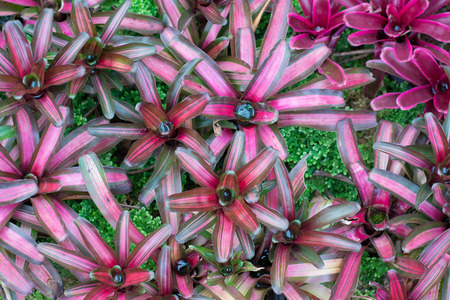 Bromeliad flower