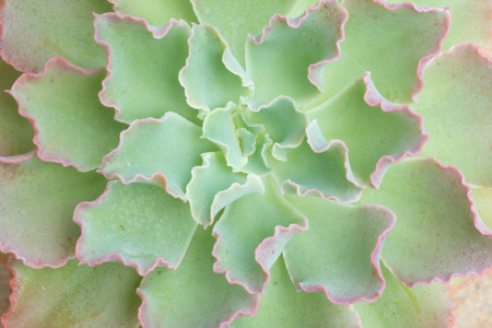 cactus texture backgroundの写真素材