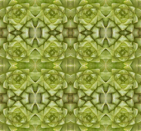 succulent plant seamless pattern backgroundの写真素材