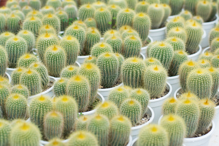 Cactus propagation in potsの写真素材