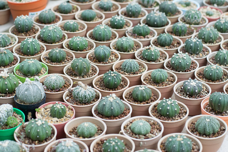 Cactus propagation in potsの写真素材